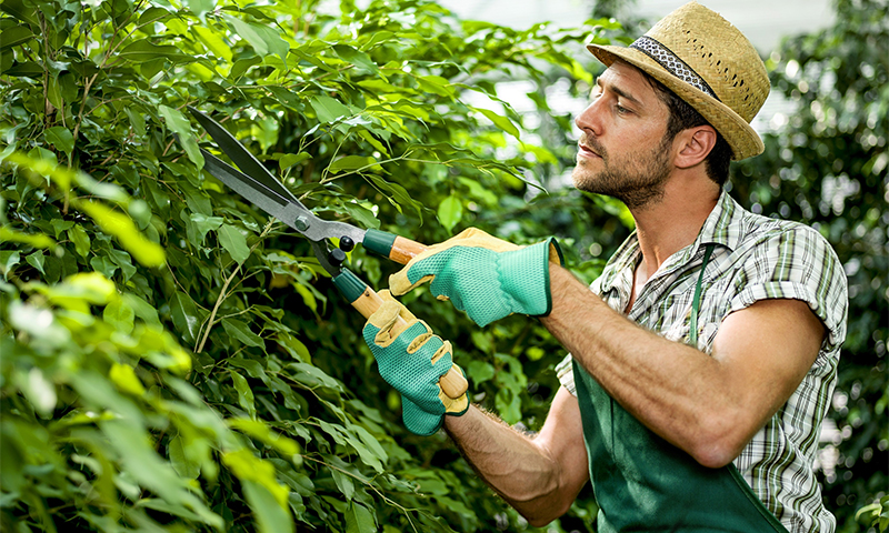 Garden pruning options